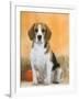 Domestic Dog, Beagle-Petra Wegner-Framed Photographic Print