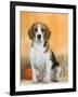 Domestic Dog, Beagle-Petra Wegner-Framed Photographic Print