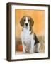 Domestic Dog, Beagle-Petra Wegner-Framed Photographic Print