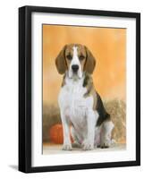 Domestic Dog, Beagle-Petra Wegner-Framed Photographic Print