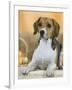Domestic Dog, Beagle-Petra Wegner-Framed Photographic Print