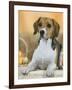 Domestic Dog, Beagle-Petra Wegner-Framed Photographic Print