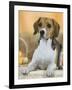 Domestic Dog, Beagle-Petra Wegner-Framed Photographic Print