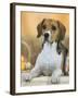 Domestic Dog, Beagle-Petra Wegner-Framed Photographic Print