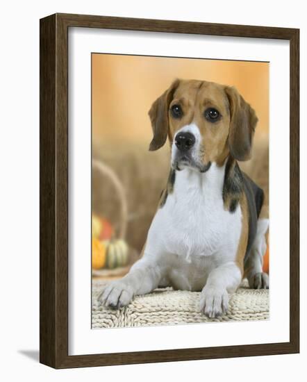 Domestic Dog, Beagle-Petra Wegner-Framed Photographic Print