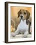 Domestic Dog, Beagle-Petra Wegner-Framed Photographic Print