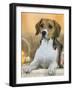 Domestic Dog, Beagle-Petra Wegner-Framed Photographic Print