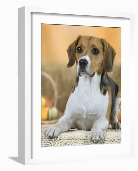 Domestic Dog, Beagle-Petra Wegner-Framed Photographic Print