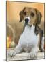 Domestic Dog, Beagle-Petra Wegner-Mounted Photographic Print