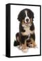 Domestic Dog, Bernese Mountain Dog, puppy, sitting-Chris Brignell-Framed Stretched Canvas