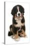 Domestic Dog, Bernese Mountain Dog, puppy, sitting-Chris Brignell-Stretched Canvas