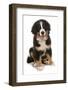 Domestic Dog, Bernese Mountain Dog, puppy, sitting-Chris Brignell-Framed Photographic Print