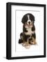 Domestic Dog, Bernese Mountain Dog, puppy, sitting-Chris Brignell-Framed Photographic Print