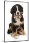 Domestic Dog, Bernese Mountain Dog, puppy, sitting-Chris Brignell-Mounted Photographic Print