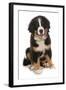 Domestic Dog, Bernese Mountain Dog, puppy, sitting-Chris Brignell-Framed Photographic Print