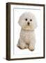 Domestic Dog, Bichon Frise, adult, sitting-Chris Brignell-Framed Photographic Print