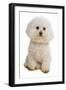 Domestic Dog, Bichon Frise, adult, sitting-Chris Brignell-Framed Photographic Print