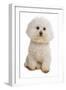 Domestic Dog, Bichon Frise, adult, sitting-Chris Brignell-Framed Photographic Print