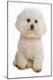 Domestic Dog, Bichon Frise, adult, sitting-Chris Brignell-Mounted Photographic Print