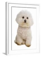 Domestic Dog, Bichon Frise, adult, sitting-Chris Brignell-Framed Photographic Print