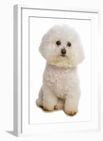 Domestic Dog, Bichon Frise, adult, sitting-Chris Brignell-Framed Photographic Print