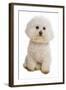 Domestic Dog, Bichon Frise, adult, sitting-Chris Brignell-Framed Photographic Print