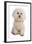 Domestic Dog, Bichon Frise, adult, sitting-Chris Brignell-Framed Photographic Print