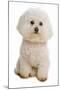 Domestic Dog, Bichon Frise, adult, sitting-Chris Brignell-Mounted Photographic Print