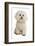 Domestic Dog, Bichon Frise, adult, sitting-Chris Brignell-Framed Photographic Print