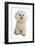 Domestic Dog, Bichon Frise, adult, sitting-Chris Brignell-Framed Photographic Print