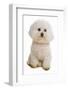 Domestic Dog, Bichon Frise, adult, sitting-Chris Brignell-Framed Photographic Print