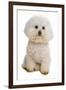 Domestic Dog, Bichon Frise, adult, sitting-Chris Brignell-Framed Photographic Print