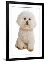 Domestic Dog, Bichon Frise, adult, sitting-Chris Brignell-Framed Photographic Print