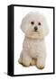 Domestic Dog, Bichon Frise, adult, sitting-Chris Brignell-Framed Stretched Canvas