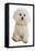 Domestic Dog, Bichon Frise, adult, sitting-Chris Brignell-Framed Stretched Canvas