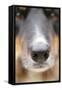 Domestic Dog, Border Collie, adult male, close-up of nose-Chris Brignell-Framed Stretched Canvas