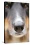 Domestic Dog, Border Collie, adult male, close-up of nose-Chris Brignell-Stretched Canvas