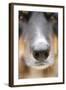 Domestic Dog, Border Collie, adult male, close-up of nose-Chris Brignell-Framed Photographic Print