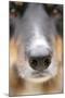 Domestic Dog, Border Collie, adult male, close-up of nose-Chris Brignell-Mounted Photographic Print