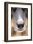 Domestic Dog, Border Collie, adult male, close-up of nose-Chris Brignell-Framed Photographic Print