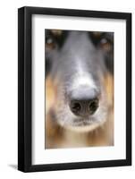 Domestic Dog, Border Collie, adult male, close-up of nose-Chris Brignell-Framed Photographic Print