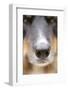 Domestic Dog, Border Collie, adult male, close-up of nose-Chris Brignell-Framed Photographic Print