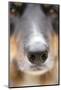 Domestic Dog, Border Collie, adult male, close-up of nose-Chris Brignell-Mounted Photographic Print