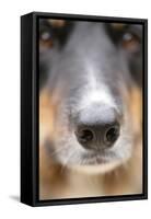 Domestic Dog, Border Collie, adult male, close-up of nose-Chris Brignell-Framed Stretched Canvas