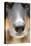 Domestic Dog, Border Collie, adult male, close-up of nose-Chris Brignell-Stretched Canvas