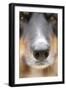 Domestic Dog, Border Collie, adult male, close-up of nose-Chris Brignell-Framed Photographic Print