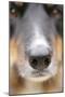 Domestic Dog, Border Collie, adult male, close-up of nose-Chris Brignell-Mounted Photographic Print