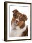 Domestic Dog, Border Collie, liver tricolour adult, close-up of head-Chris Brignell-Framed Photographic Print