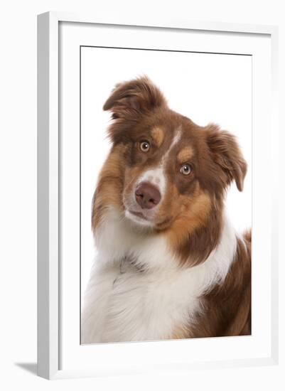 Domestic Dog, Border Collie, liver tricolour adult, close-up of head-Chris Brignell-Framed Photographic Print