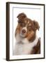 Domestic Dog, Border Collie, liver tricolour adult, close-up of head-Chris Brignell-Framed Photographic Print